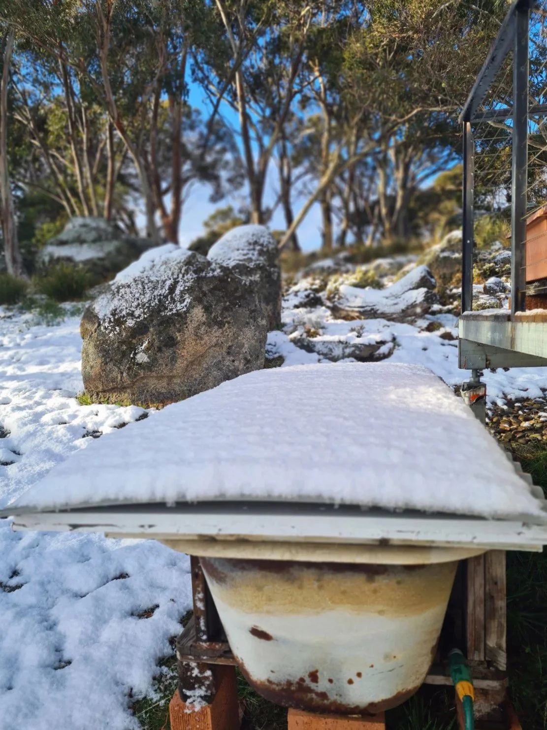 Worms in the snow.jpg