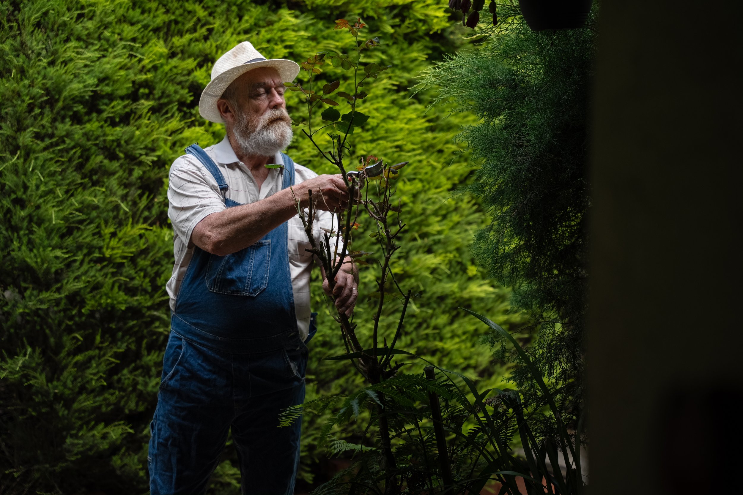 An elderly man with a white beard wearing a straw hat, plaid shirt, and denim overalls pruning a small tree in a lush green garden.