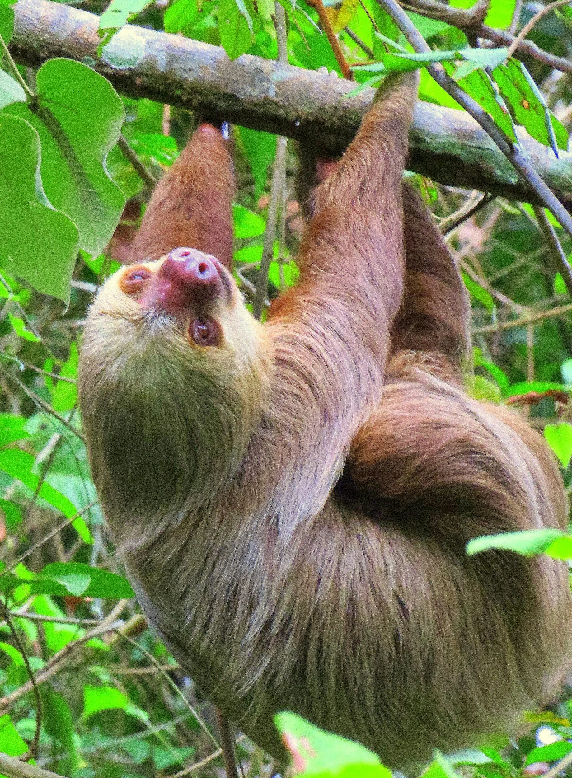 Sloth hanging from a tree branch