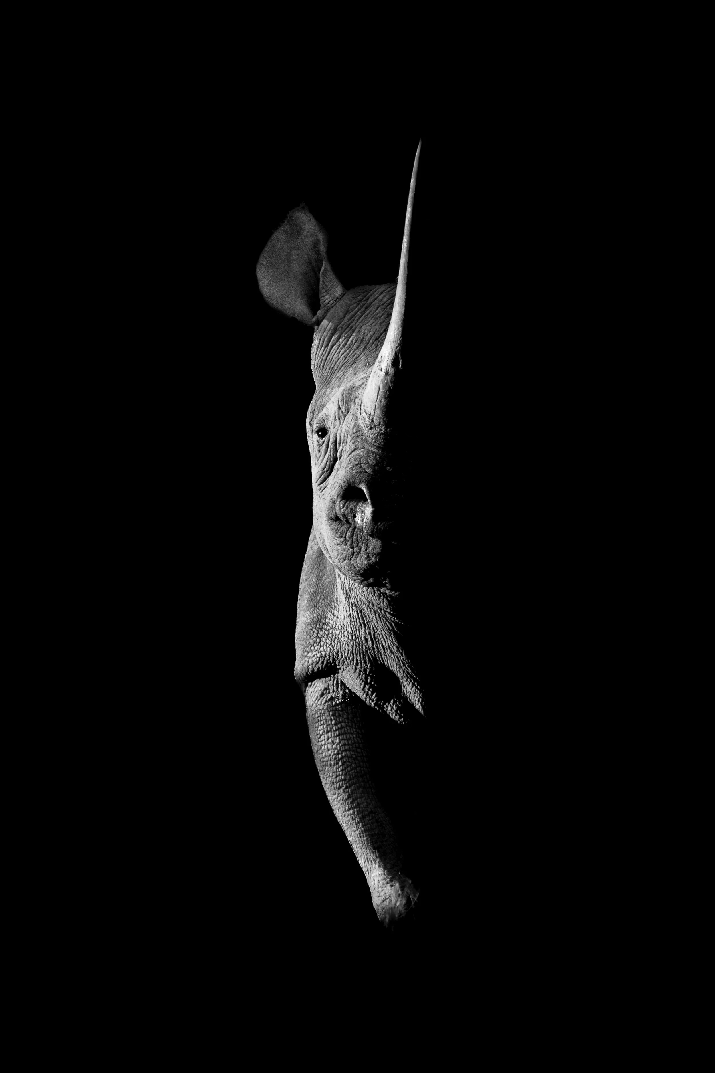 Nick Dale Wildlife Photography A black rhinoceros stands staring toward the camera, lit from the side by the golden rays of the rising sun Limited edition print