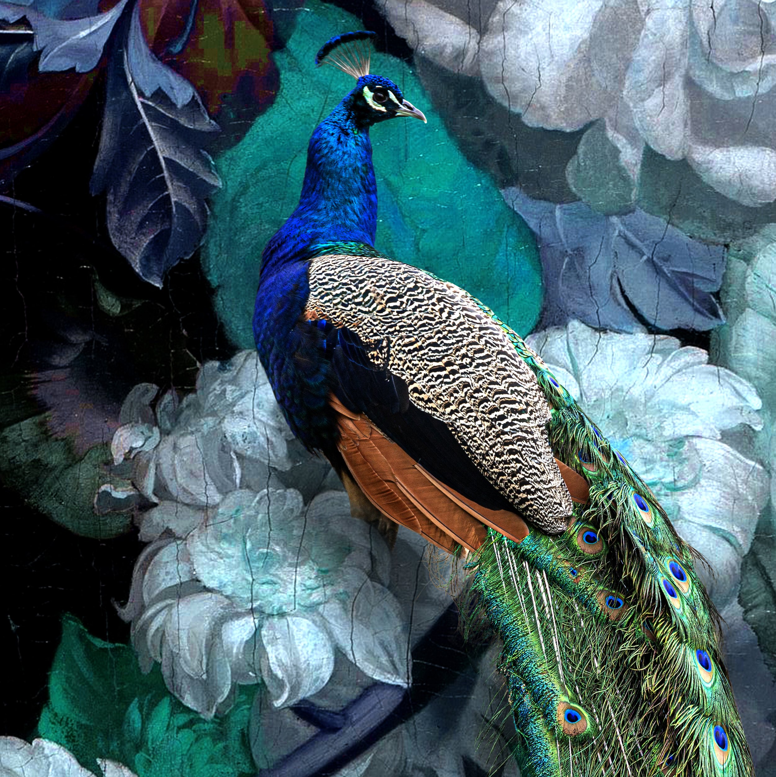 Lorleon Photography Peacocks blues limited edition print paper