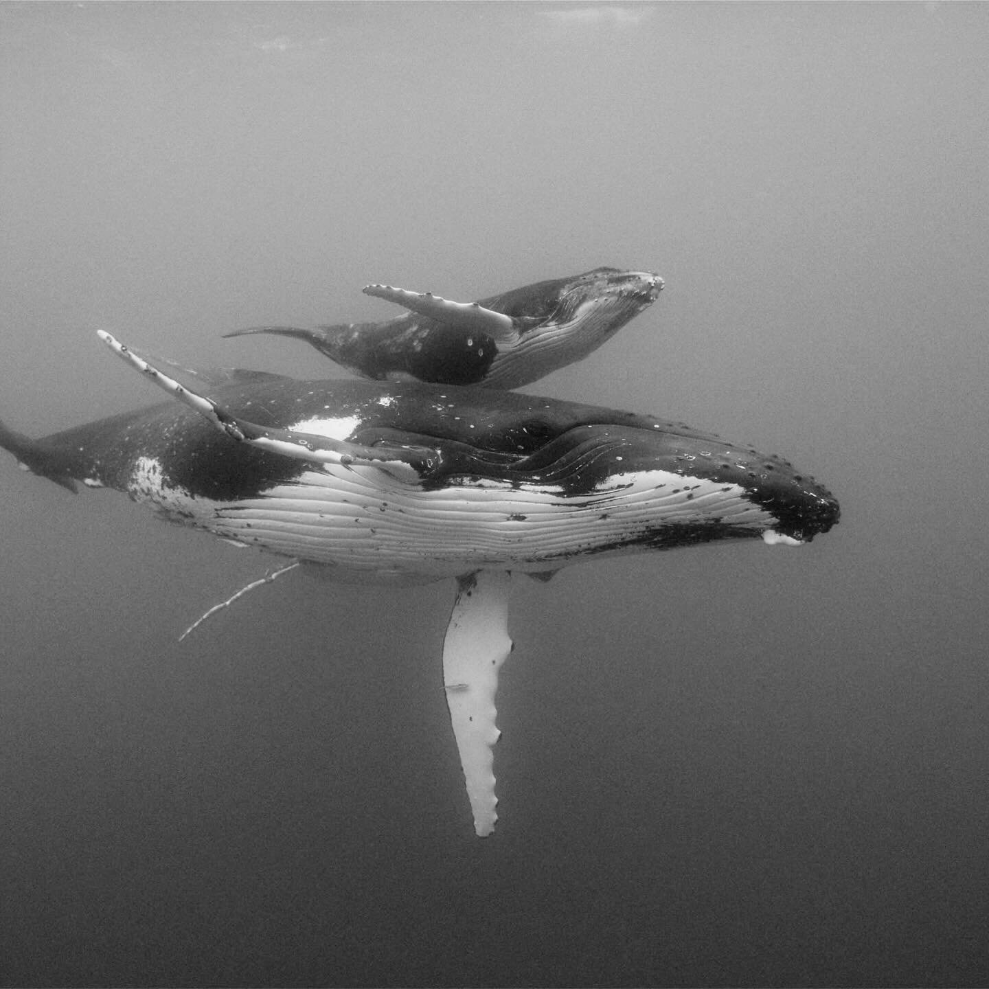 Time stands still when a you&rsquo;re face to face with a Humpback whale and its calf.

#ThrowbackPic to this life-altering moment almost ten years ago. 🐋  When it&rsquo;s your first time directing underwater, where do you go from here? (Well, you l