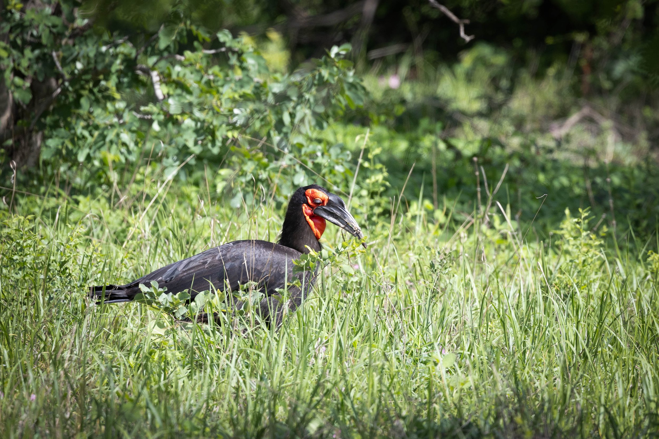 chobe_01.01.2024_1961.JPG