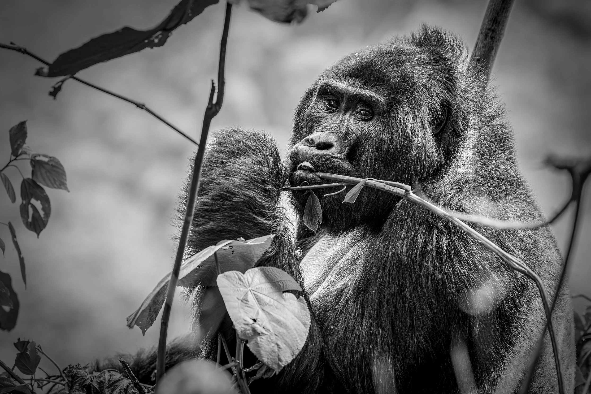 _F7A0868-Verbessert-NR_Gorilla.jpg