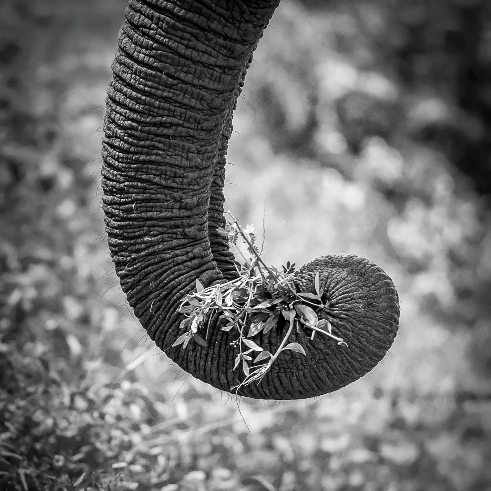 _F7A5217_Food_Elefant.jpg