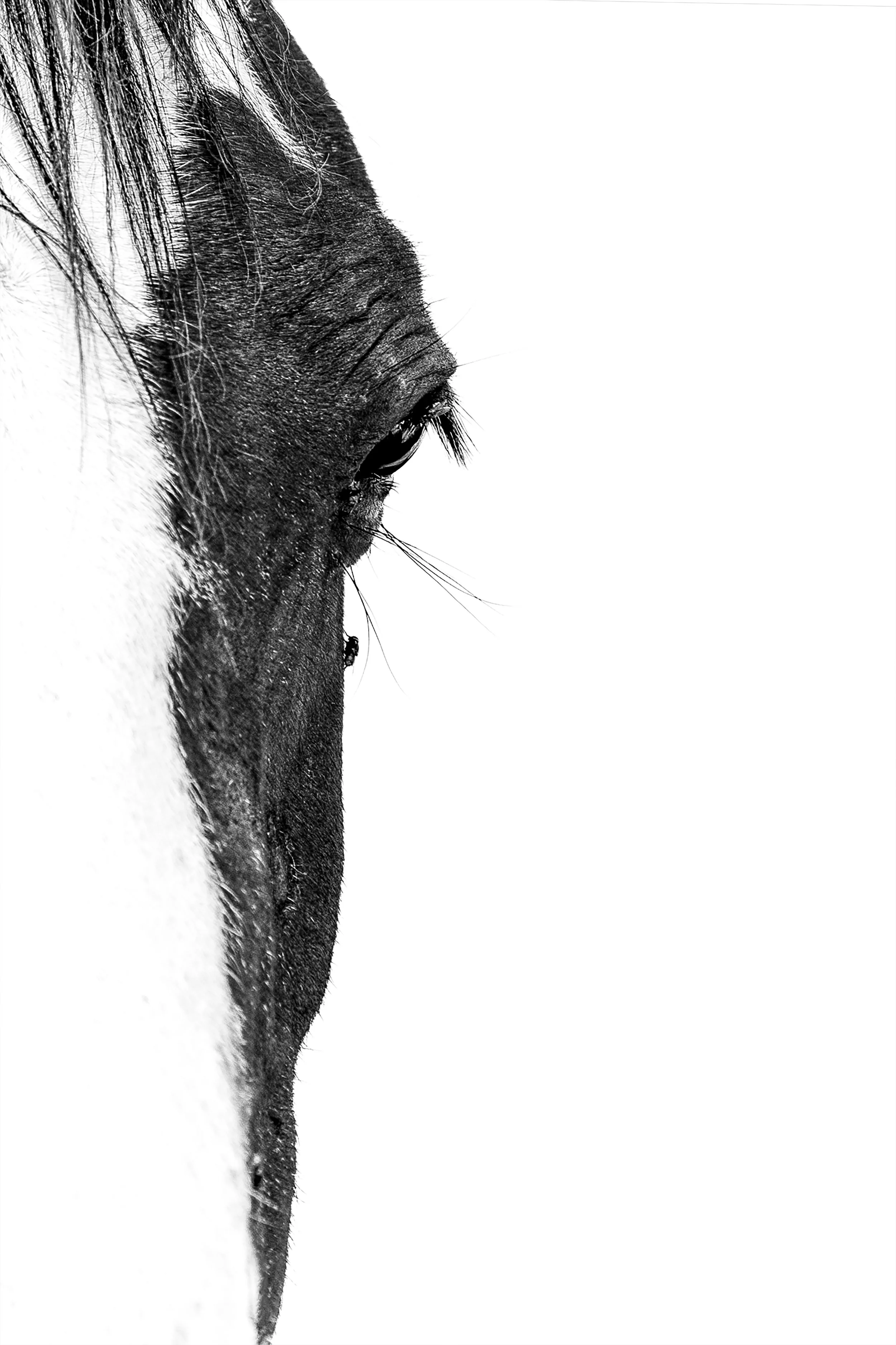 _F7A8455_Pferd.jpg