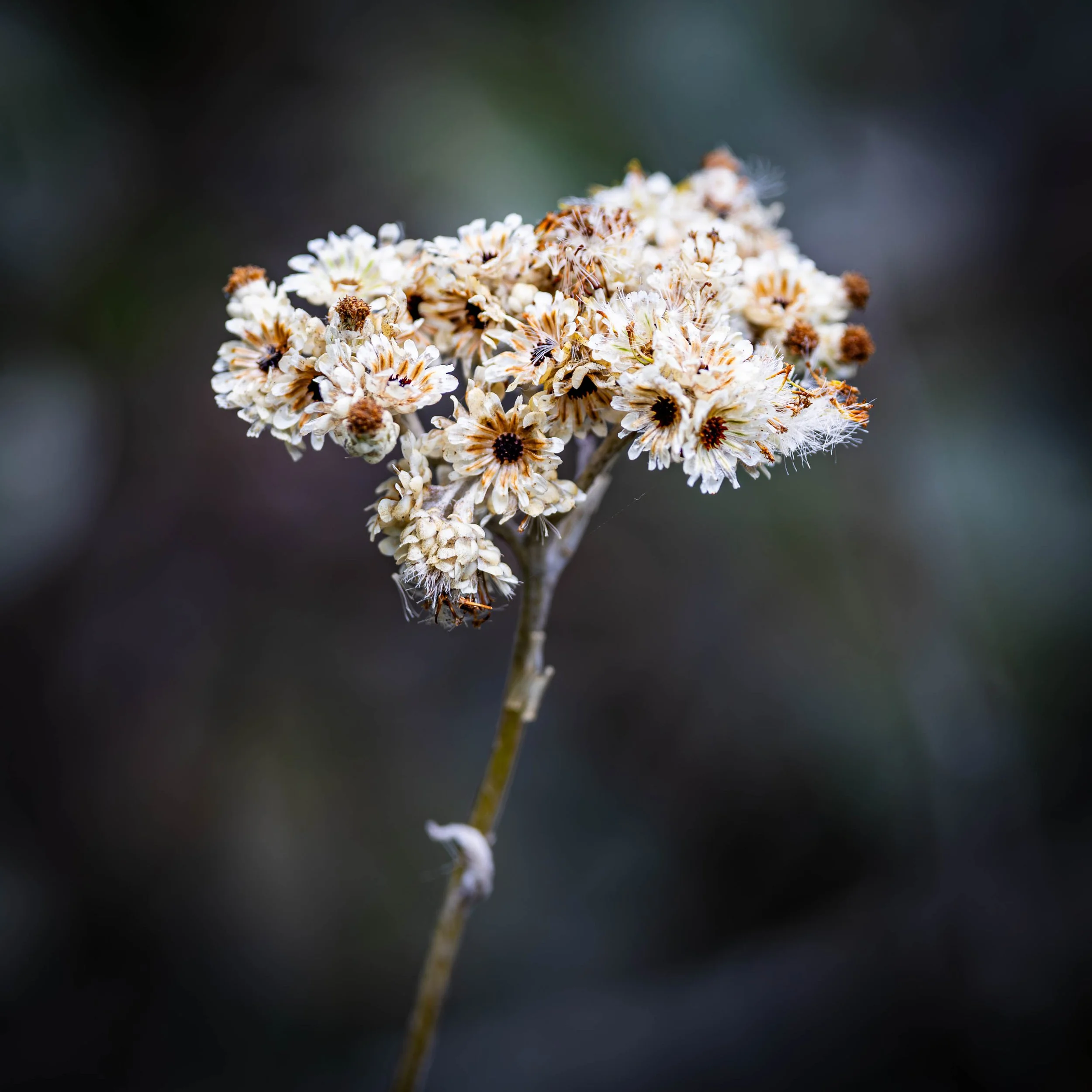 _F7A8787-Verbessert-NR.jpg