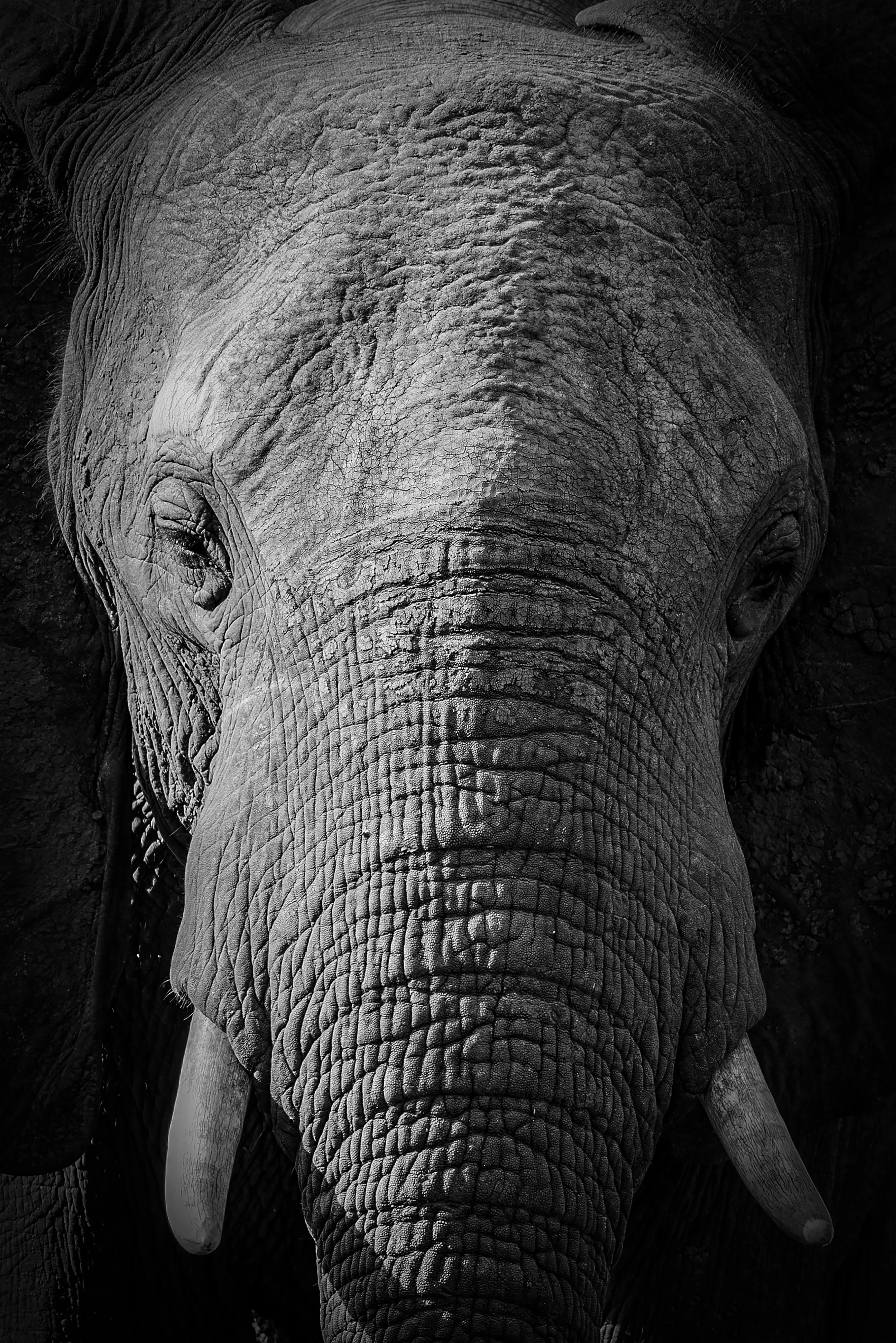 _F7A5225-Verbessert-NR_Elefant.jpg