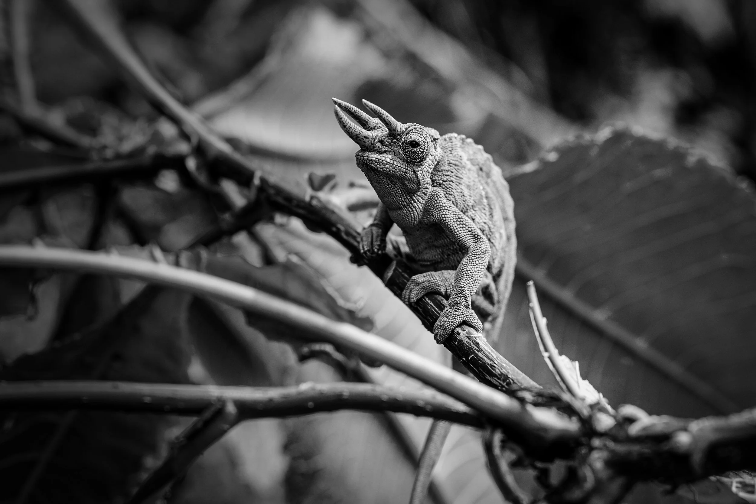 _H8A2854_Kameleon.jpg