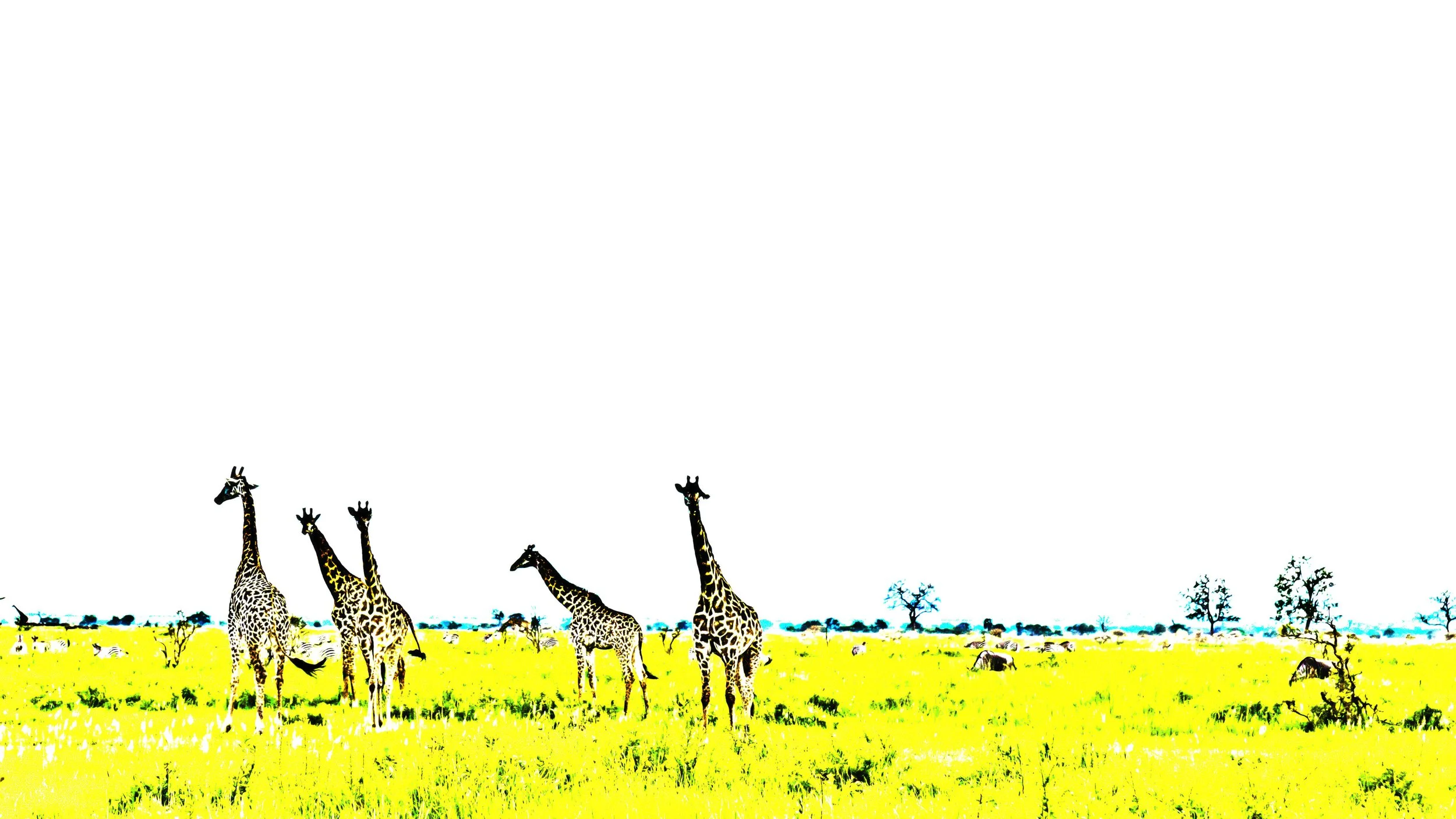_F7A3042_Giraffen_Gelb.jpg