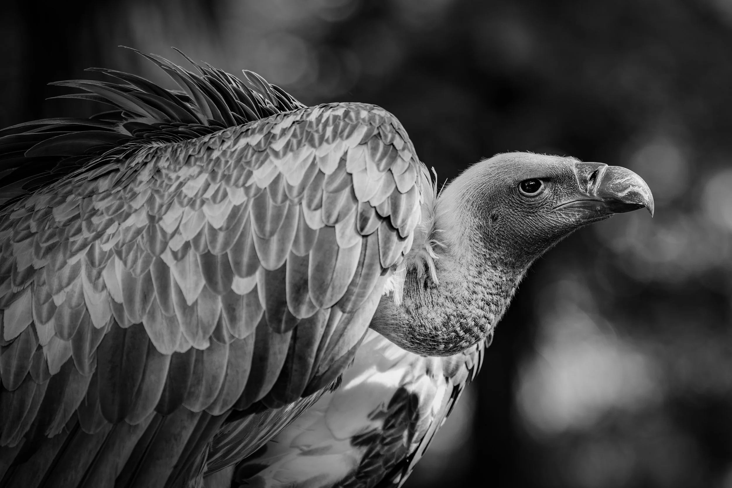 _H8A5602-Verbessert-NR_Geier.jpg