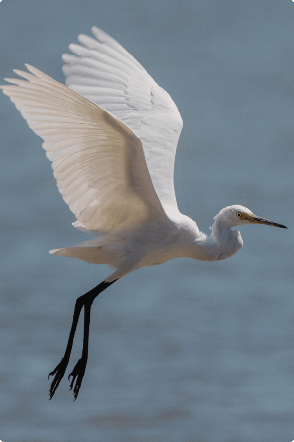 A Little Egret flying with its legs dangling down
