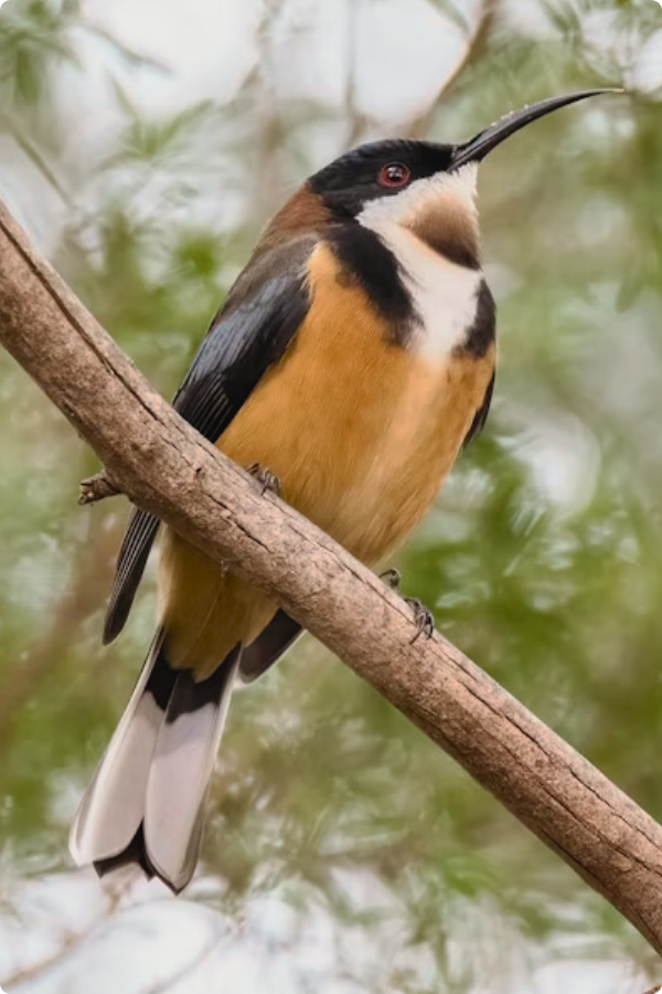 Photo of an Eastern Spinebill bird