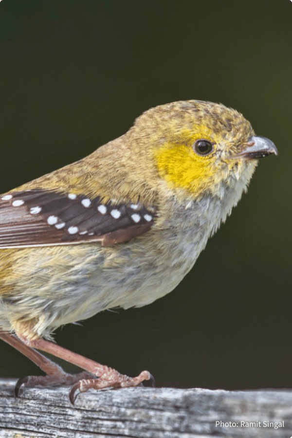 Forty-spotted Pardalote photo by Ramit Singal