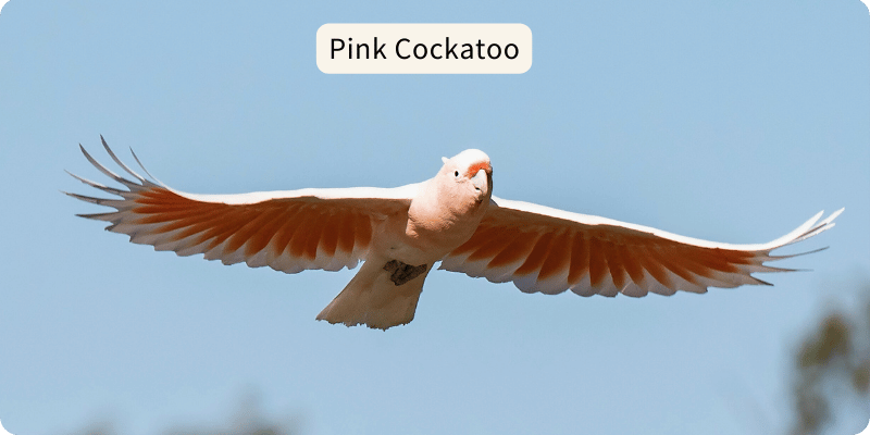 Photo of a Pink Cockatoo flying