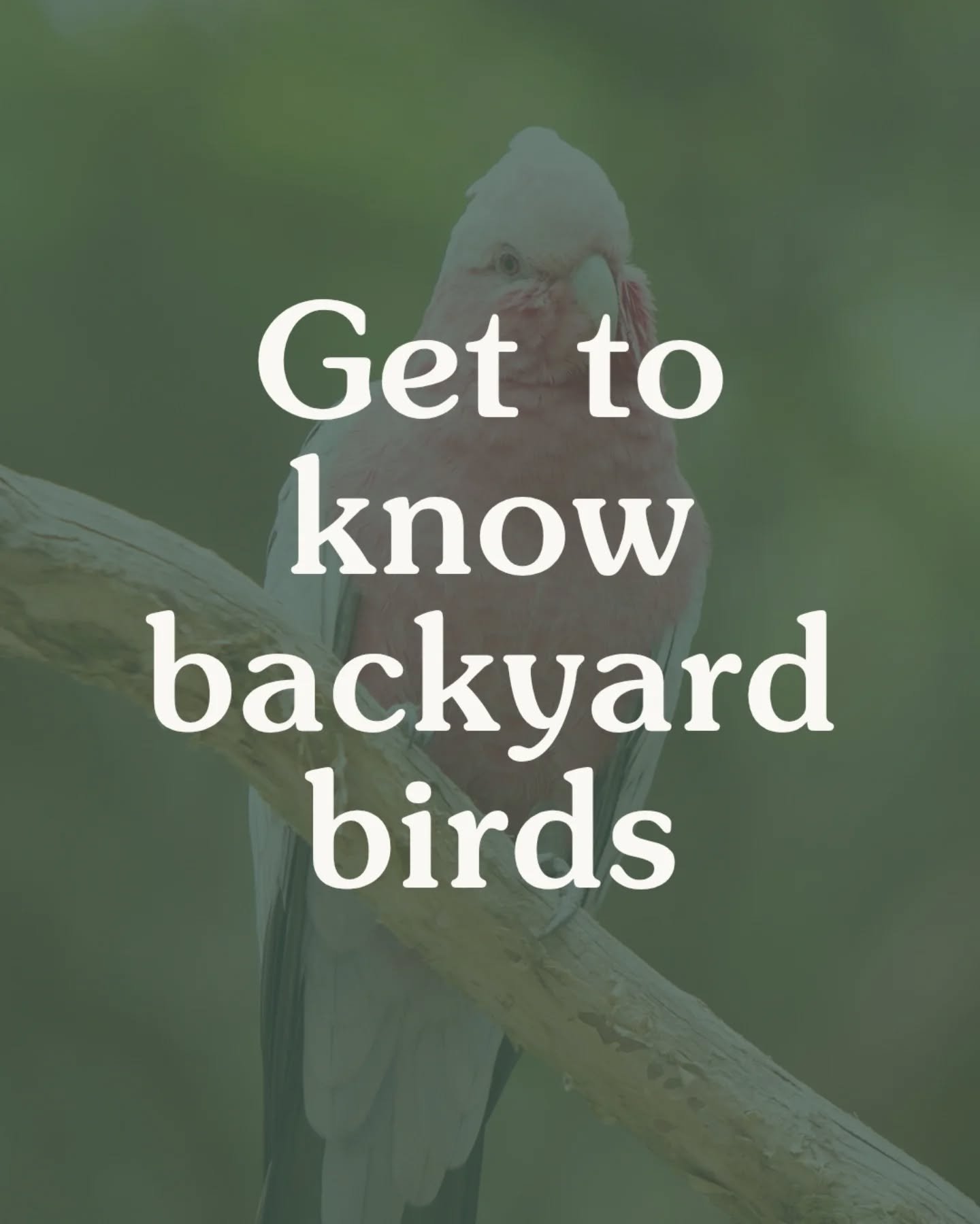 Get to know the birds just outside your door 🏡

You don&rsquo;t have to travel far to see something surprising. Some of the quirkiest, cleverest birds in Australia are right there in your backyard or local garden.

From moonlit singers to built-in a