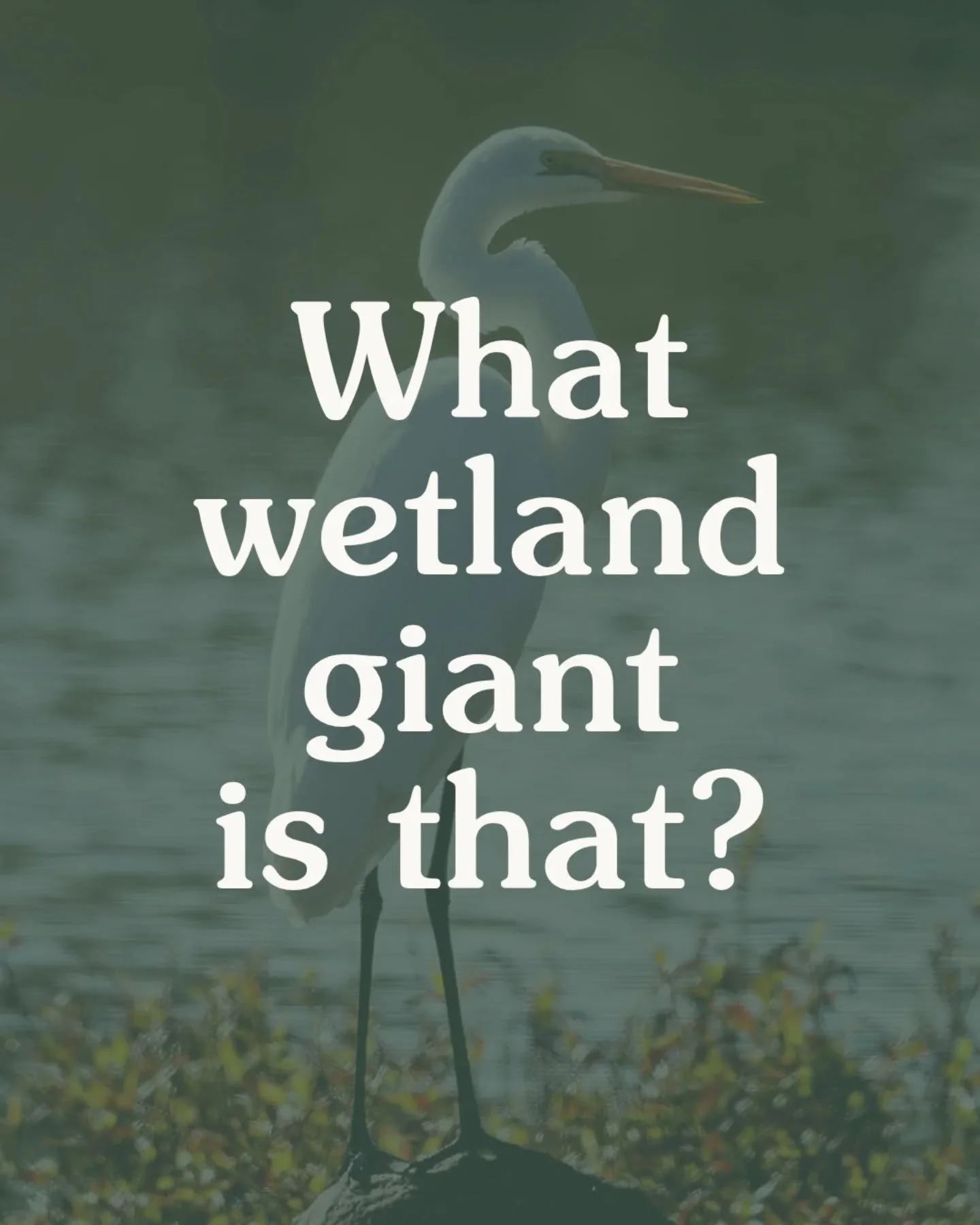 Test your ID skills 🔎 

Australia&rsquo;s wetlands are full of big, unmistakable birds. But how well do you know their silhouettes?

Flick through this quiz and see how many you can recognise.

Answers are in the comments 👇

#australianbirds #birdn