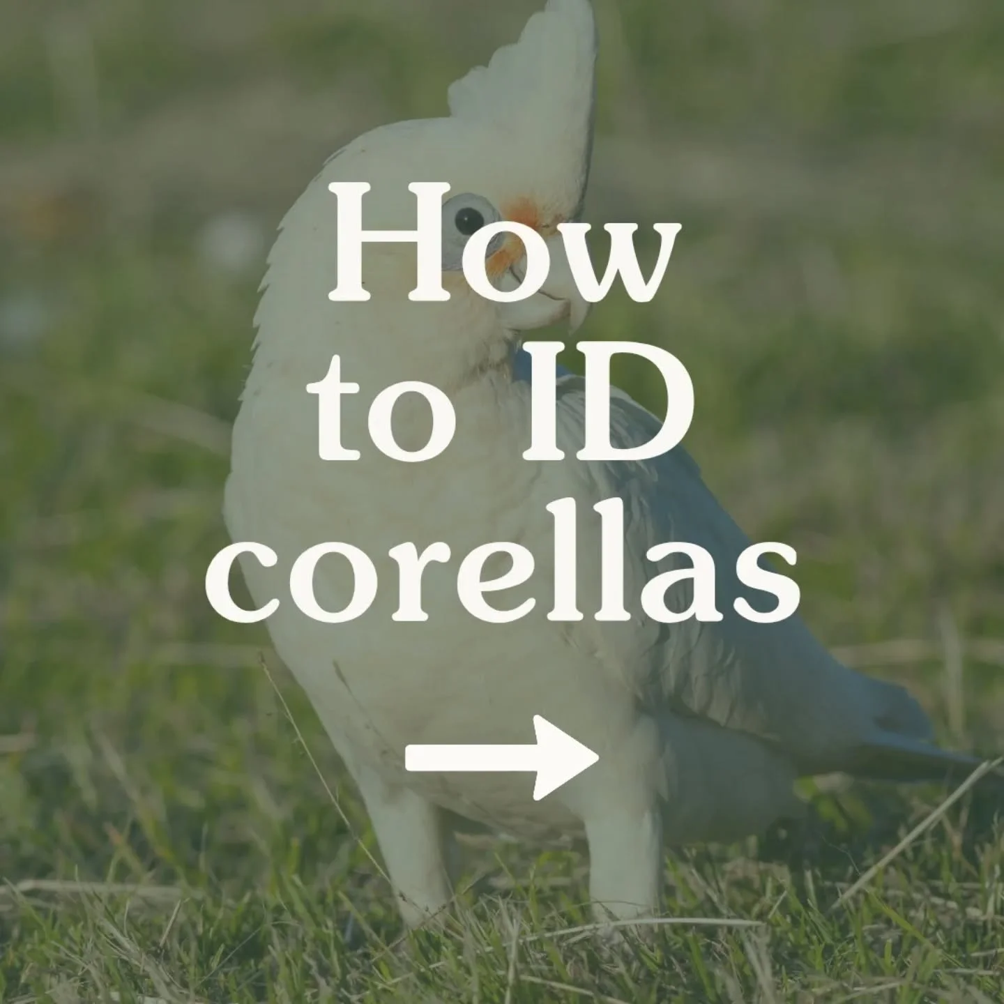 There are 3 species of Corella in Australia 🌏 

And once you know what to look for, they&rsquo;re easier to tell apart.

✨ Little Corella
The most widespread species. Found across inland and northern Australia, and in many cities, towns and regional