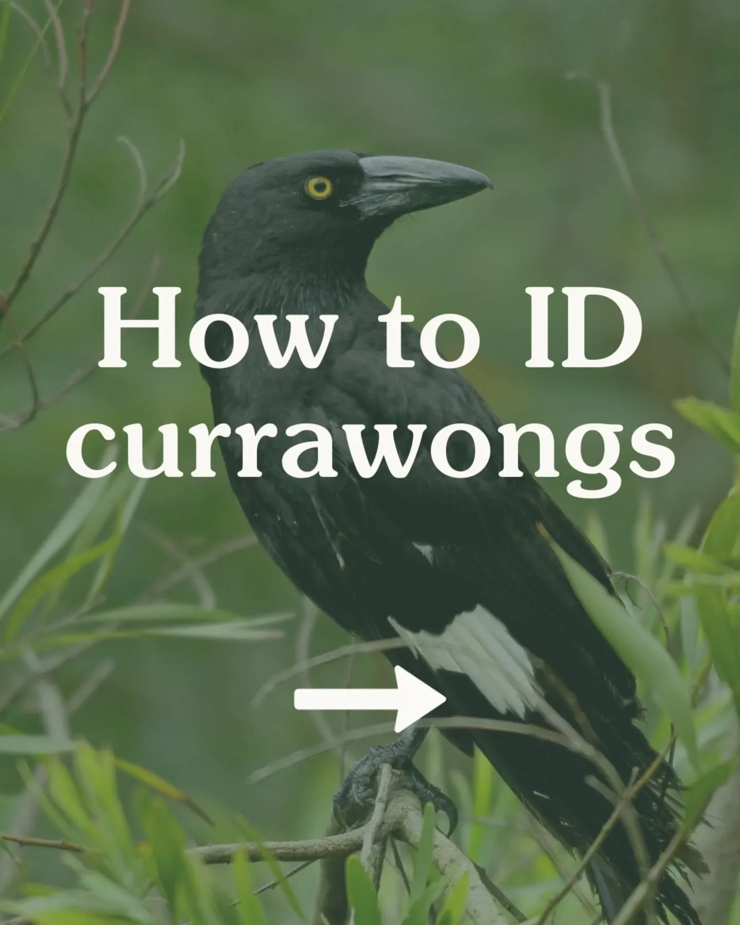 It&rsquo;s not a crow&hellip; it&rsquo;s a currawong 🐦&zwj;⬛

Sound on! Their calls are one of the easiest ways to tell them apart.

Currawongs are often confused for crows and ravens. But they&rsquo;re a whole different group of birds - part of the