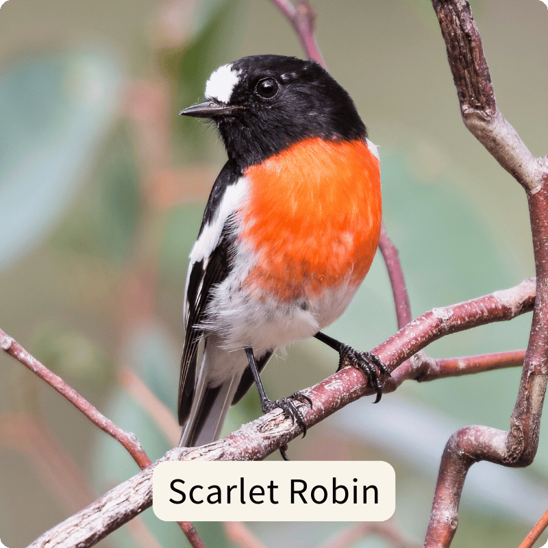 Store cardinia walk robin.png