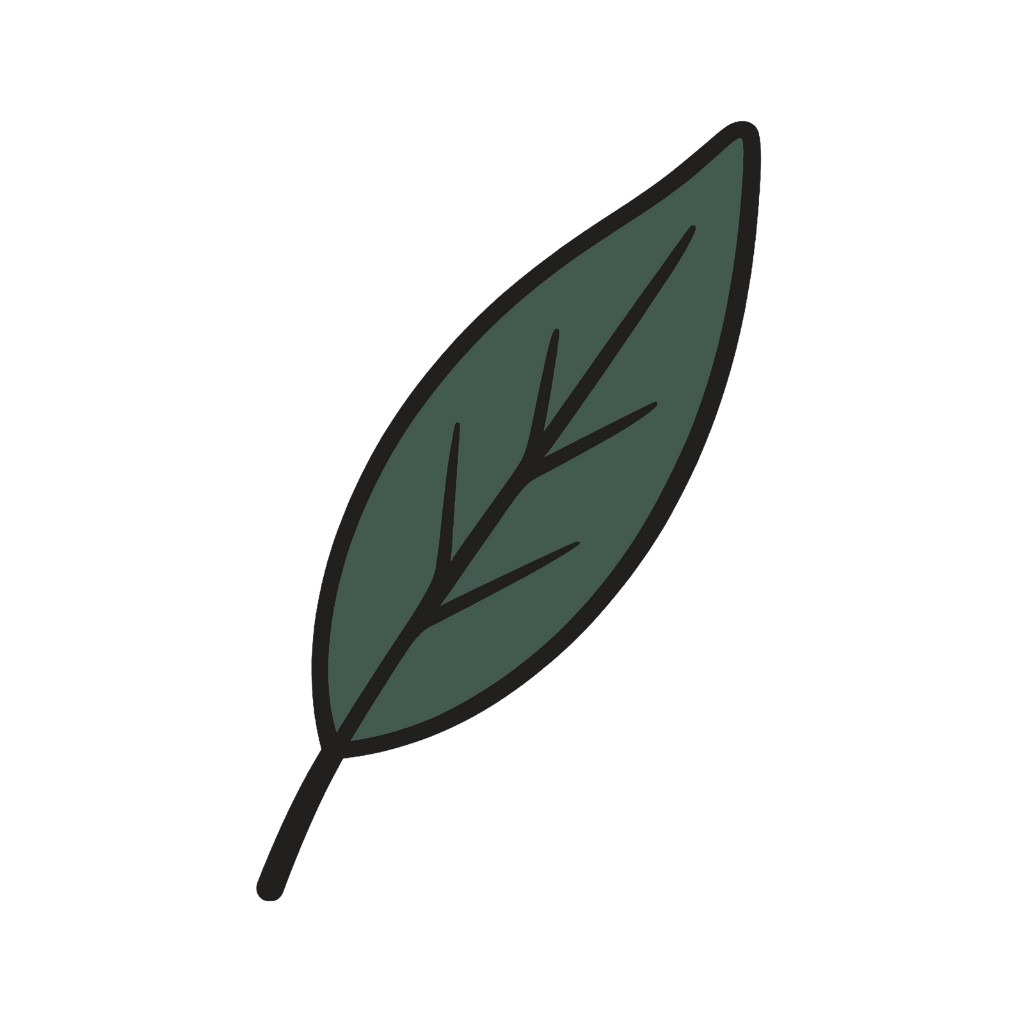 Illustration of a leaf