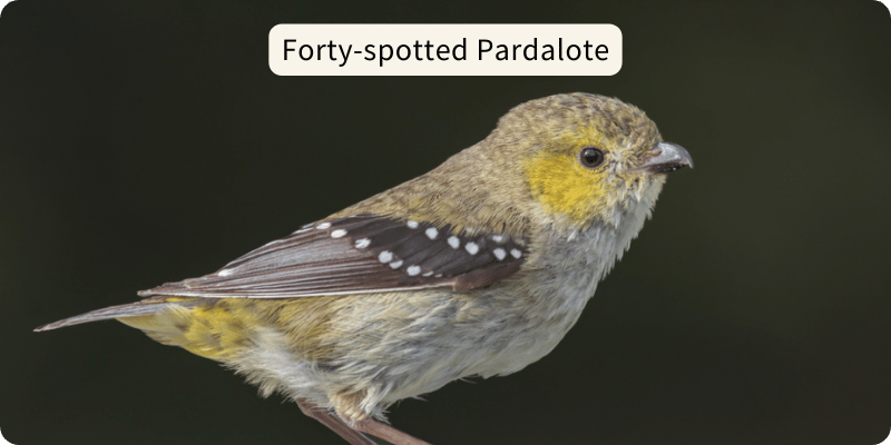 Photo of a Forty-Spotted Pardalote