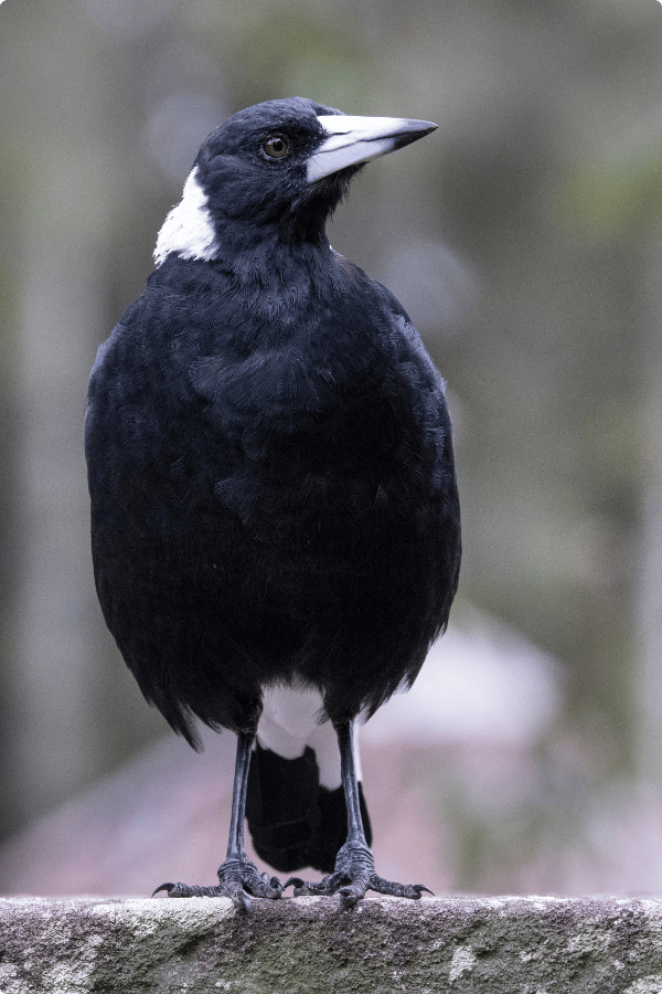 Australian Magpie stands on a brick wall