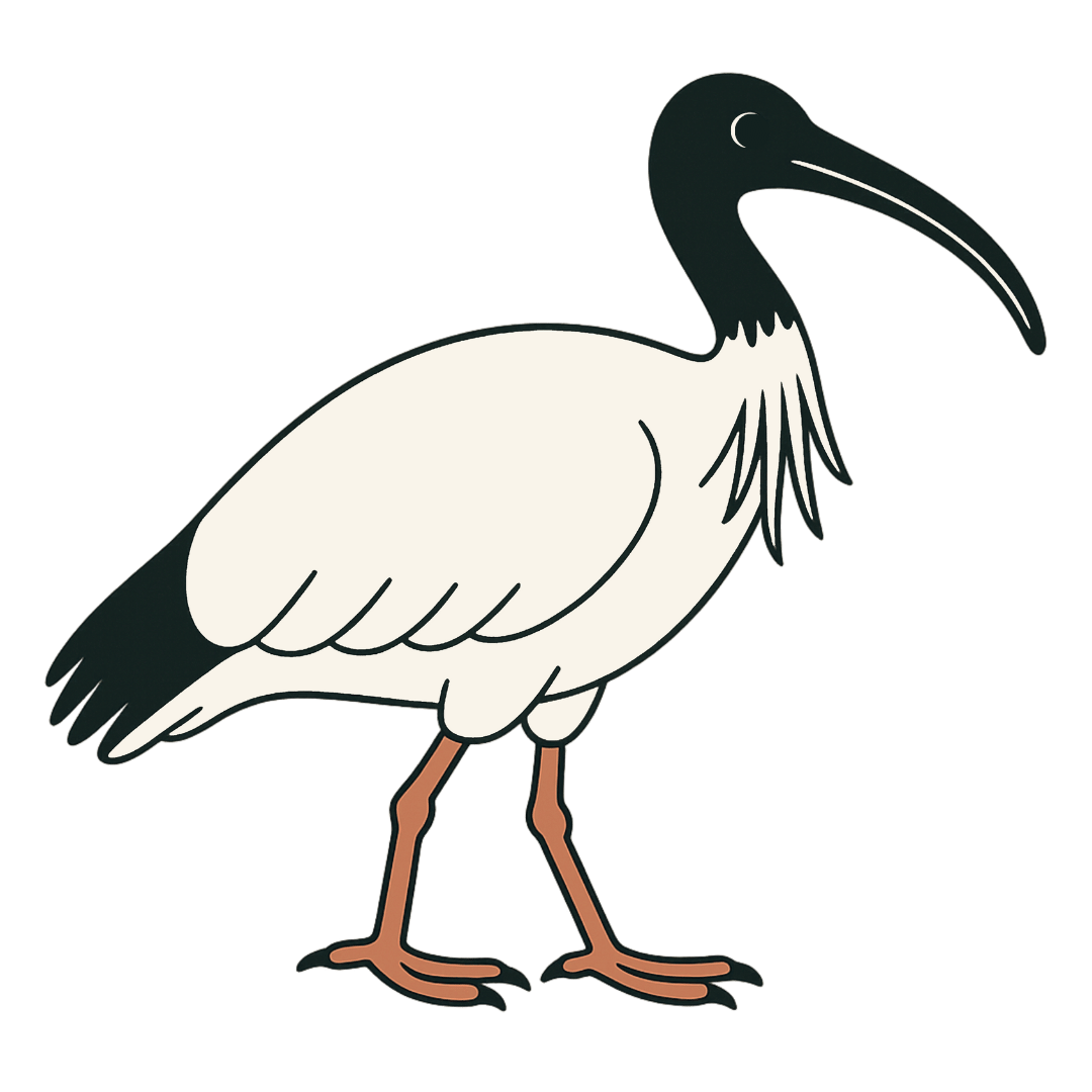 illustration of an australian ibis
