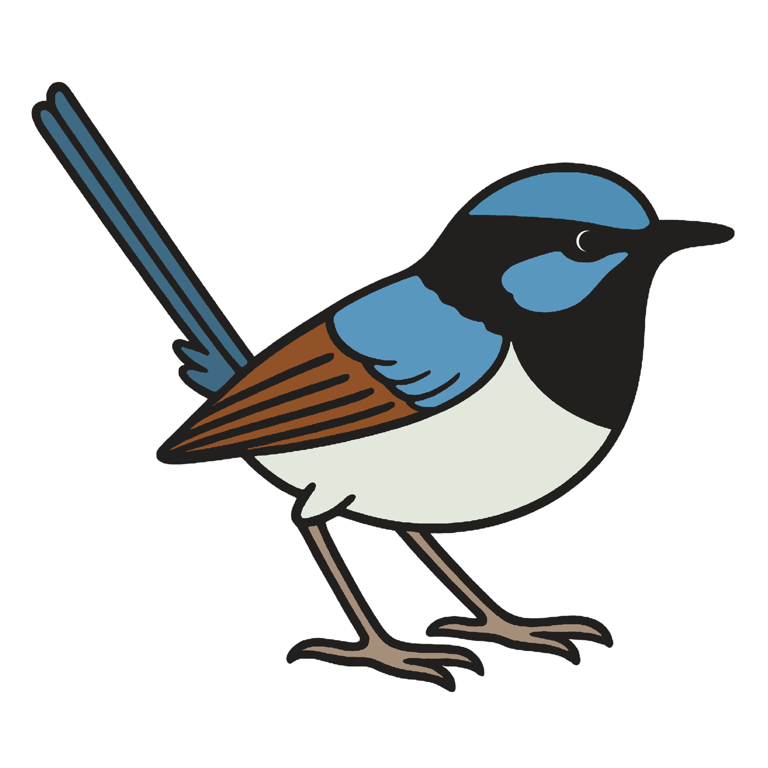illustration of a male superbfairywren (weekend birder's logo)