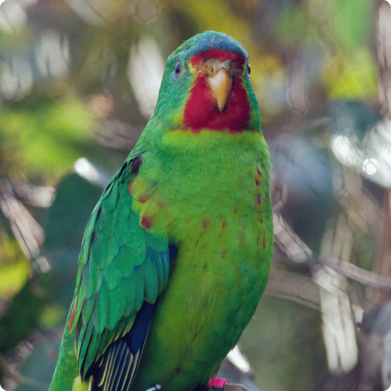 Store swift parrot t-shirt parrot.png