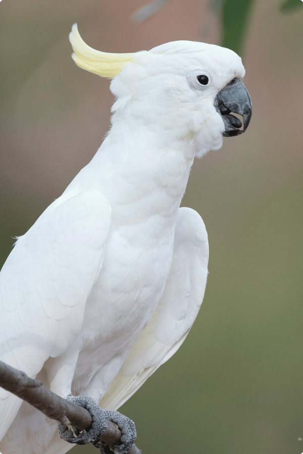 A Sulphur-crested Cockatoo is perched on a branch