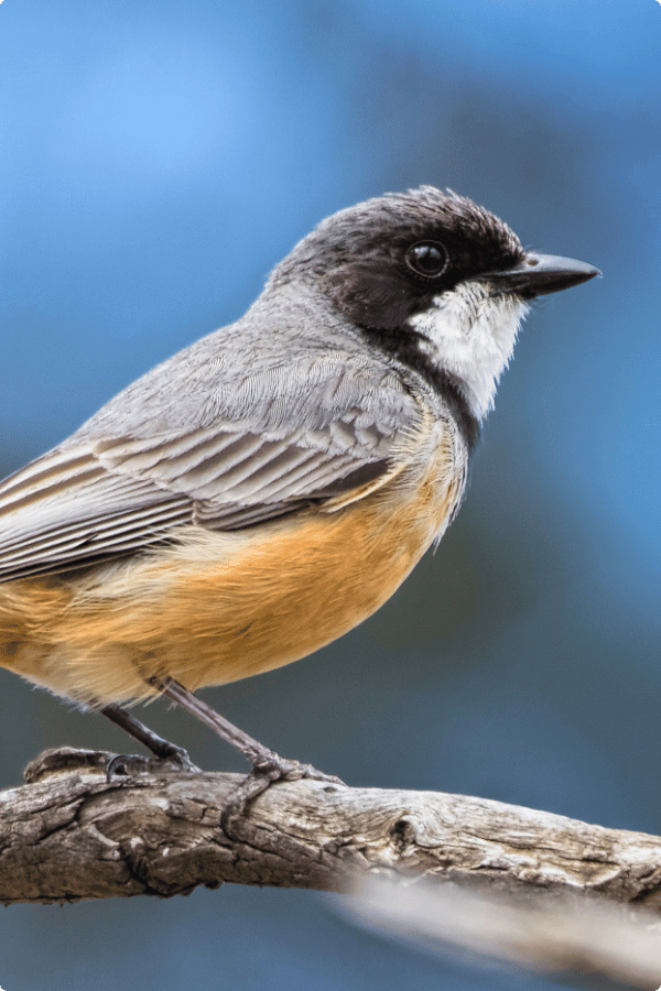 Photo of a male Rufous Whistler