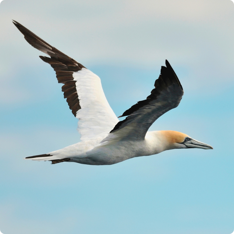 Store Gannet tee photo.png
