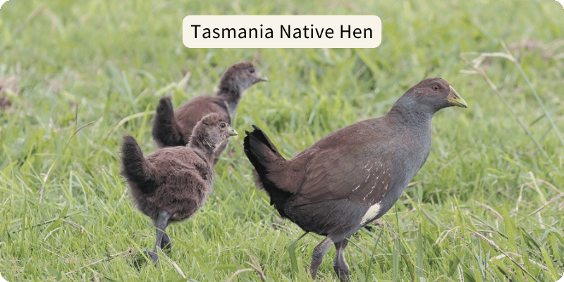 Photo of an adult Tasmanian Native Hen and its two chicks