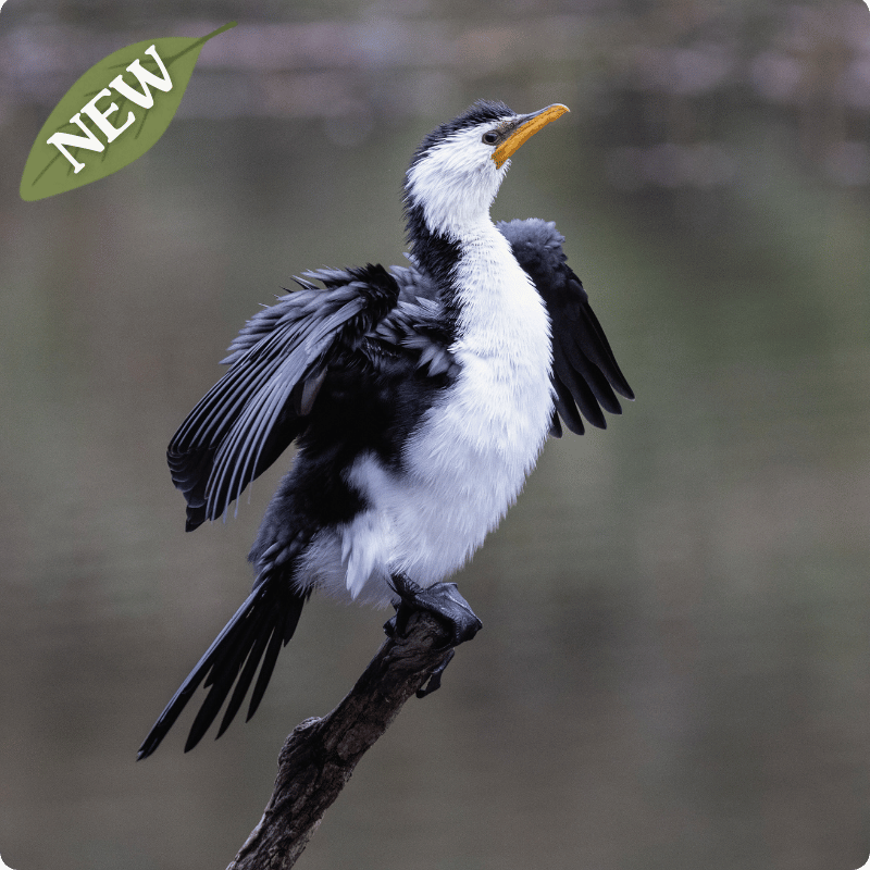 A Little Pied Cormorant is drying on a stick on a lake
