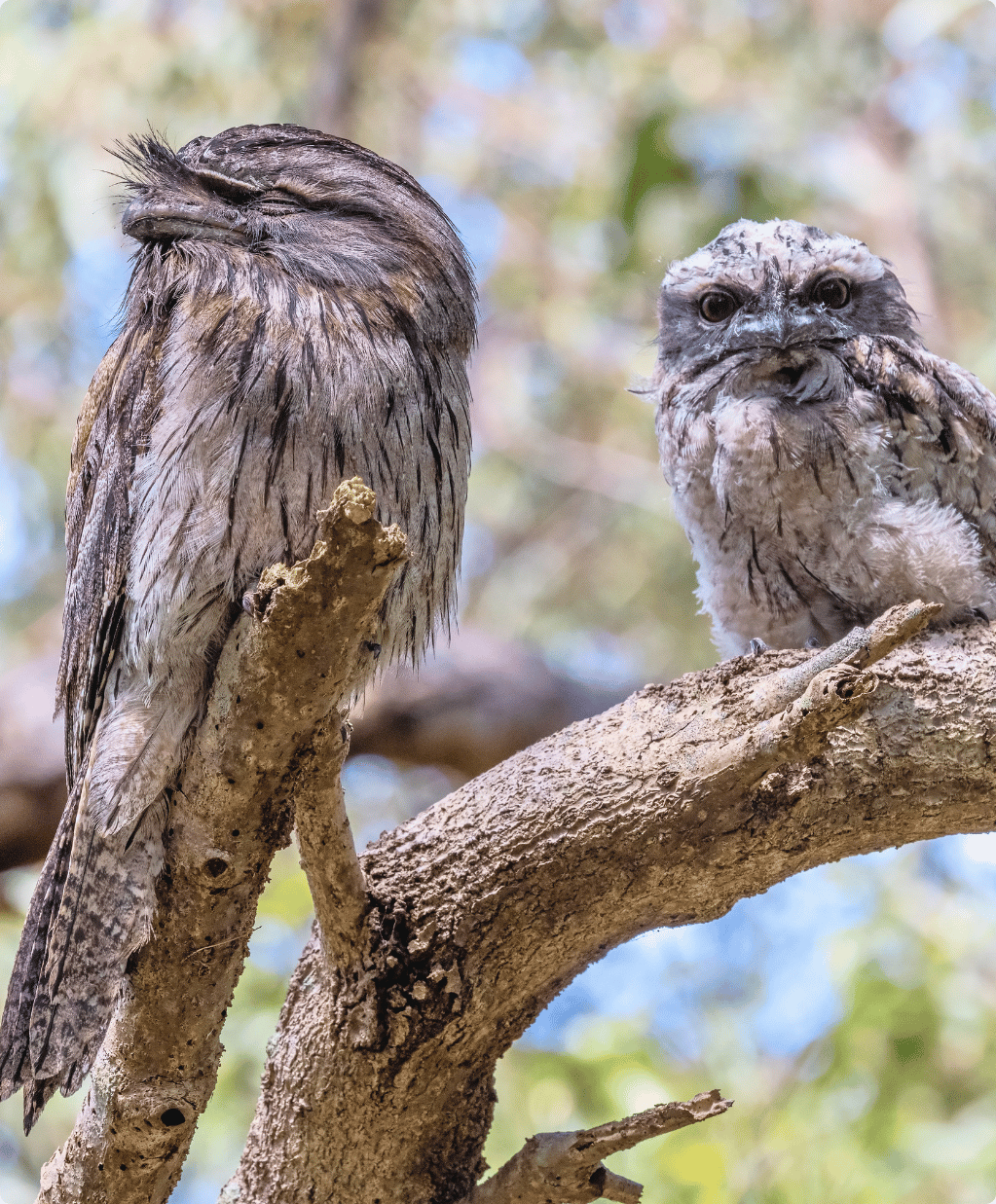 Two Tawny Frogmouths are sitting on a branch - a parent and its chick