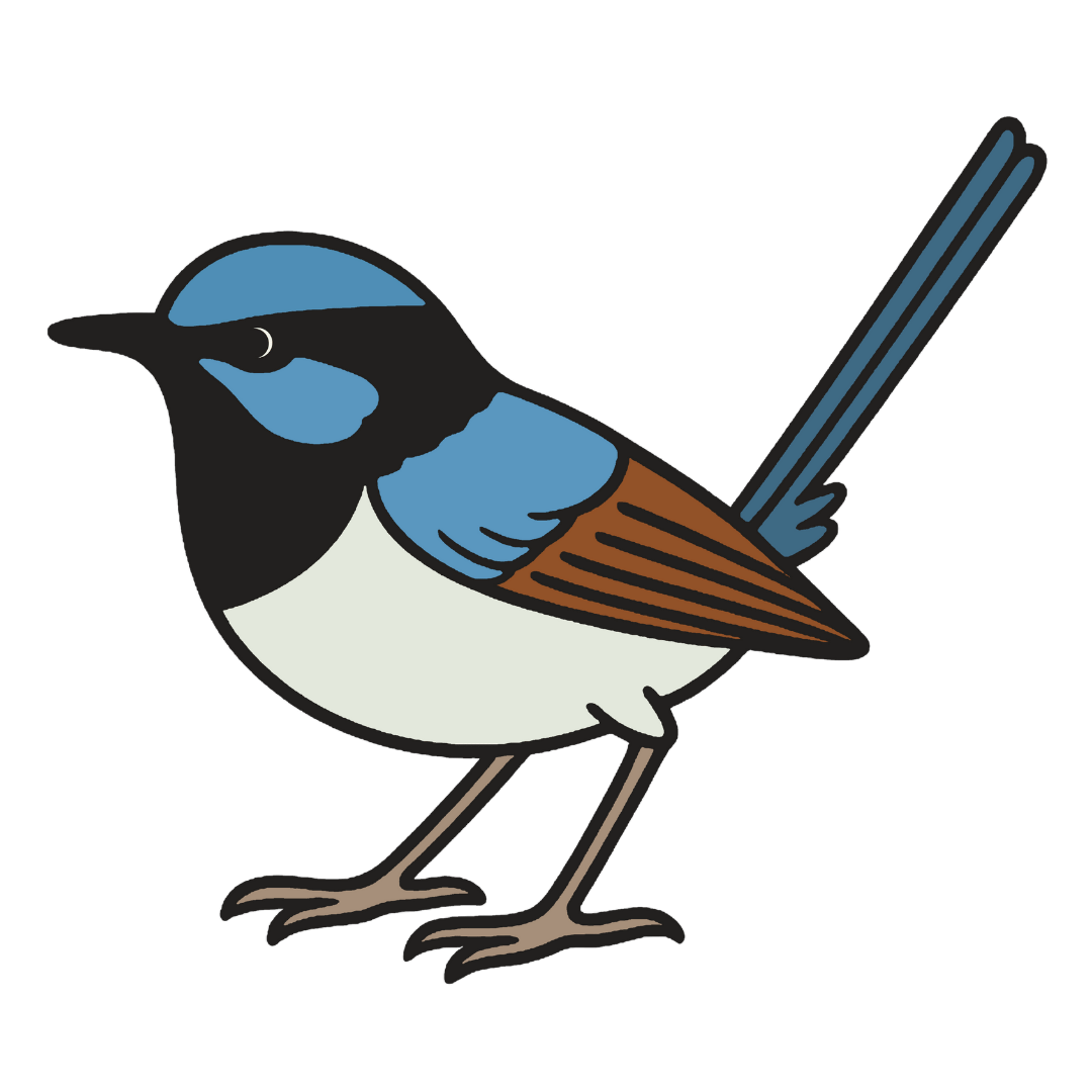Illustration of a male Superb Fairywren