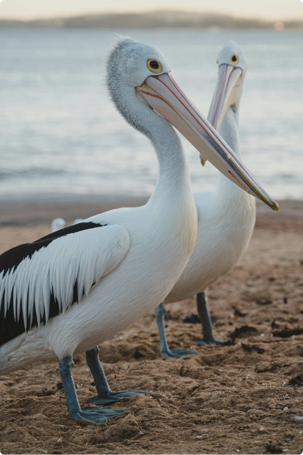 Two Australian Pelicans are standing on a beach