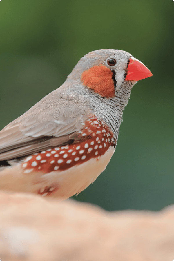 A Zebra Finch is perched on a rock