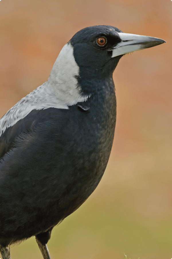 An Australian Magpie is standing on the ground