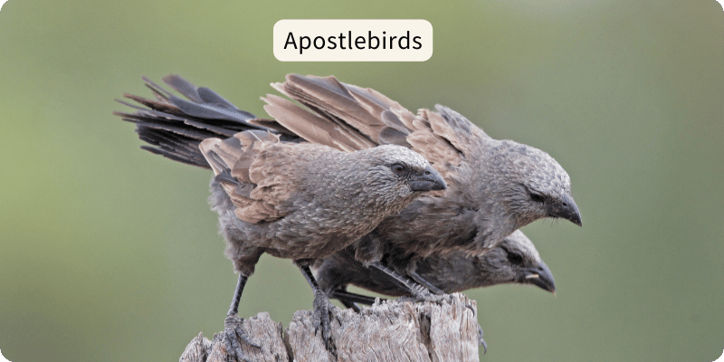 Photo of  3 Apostlebirds perched on a stump