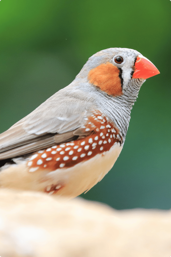 Zebra Finch standing on rocky ground