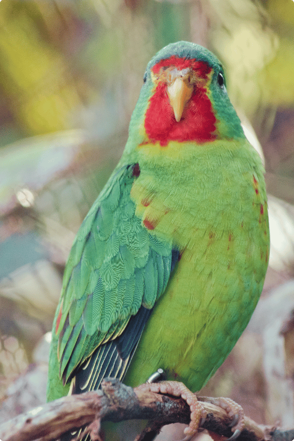 Photo of a colourful Swift Parrot