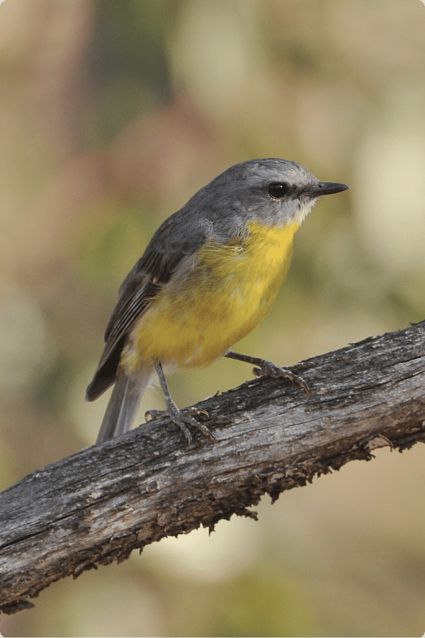 Eastern Yellow Robin perched on a branch