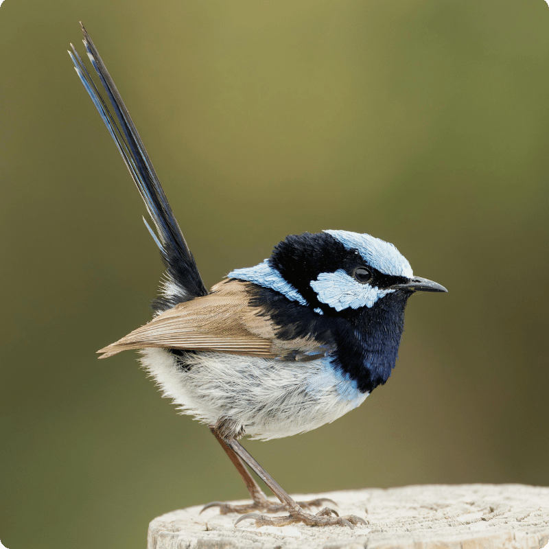 A male Superb Fairywren is perched on a piece of wood
