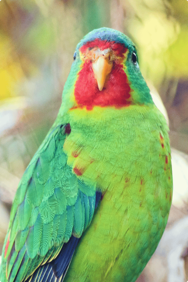 A brightly coloured Swift Parrot is sitting on a branch