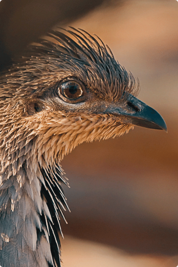 Photo of the head of a Malleefowl bird, with its big eyes and tufted feathers on its head