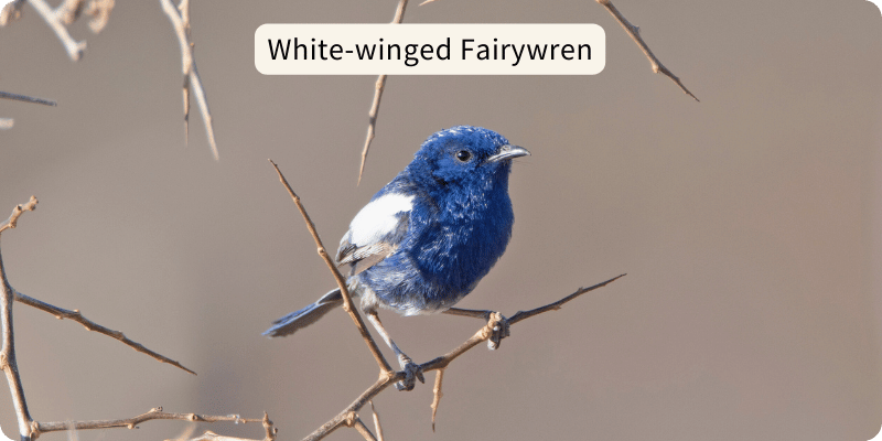 Photo of a White-winged Fairywren on a thorny branch