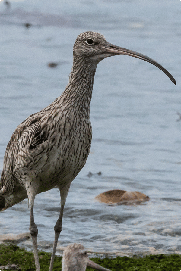 Photo of a Far Eastern Curlew standing in the water