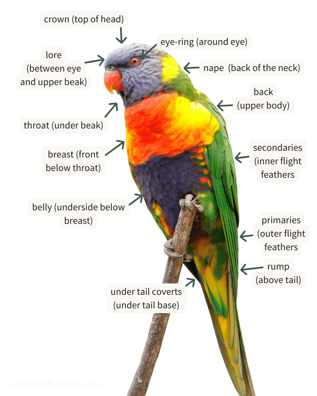 An orange, yellow, green, and blue parrot on a branch, with labels pointing to various parts including crown, eye-ring, lore, nape, back, secondary, breast, belly, under tail covers, primary, rump, and throat.